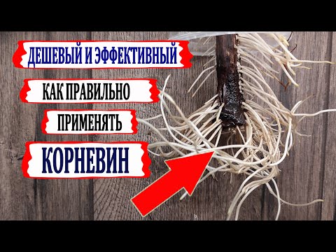 Видео: 🍇 Без ЭТОГО ДЕШЕВОГО укоренителя получить 100% укоренение ЧЕРЕНКОВ ВИНОГРАДА невозможно. Корневин.