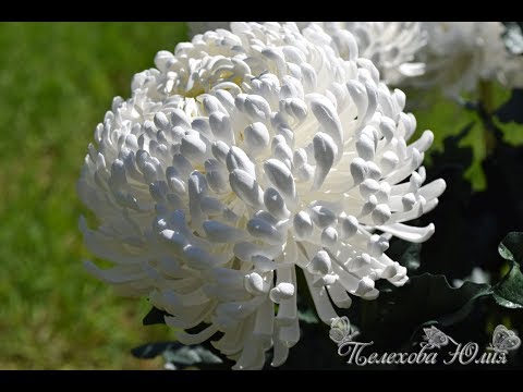 Видео: МК хризантема из фоамирана