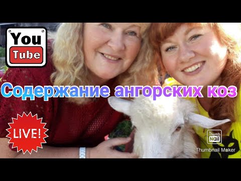 Видео: Содержание ангорских коз/мой небольшой опыт /жду Ваших советов