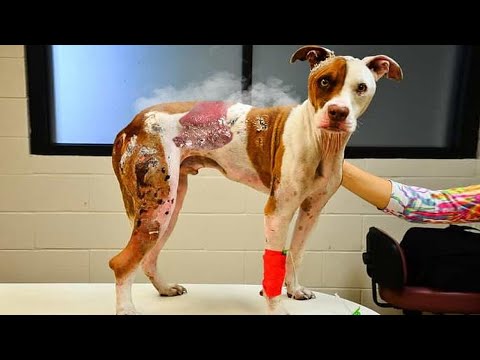 Видео: Хозяин отказался от обгоревшей собаки, а когда они встретились через год...