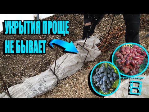 Видео: ЛАЙФХАК - НАДЕЖНОЕ УКРЫТИЕ ВИНОГРАДА НА ЗИМУ В СРЕДНЕЙ ПОЛОСЕ. СЕВЕРНЫЙ ВИНОГРАДНИК 22-1