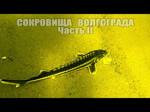 Видео: Подводная Охота " СОКРОВИЩА ВОЛГОГРАДА II ". Большие Стаи Рыбы! Два дня охоты на Волге, Сезон 2023!