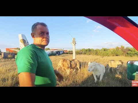 Видео: НЕОЖИДАННО! Молодые львы пошли за Человеком-львов ЗА МЯСОМ!