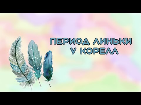 Видео: ЛИНЬКА У ПОПУГАЕВ КОРЕЛЛА 🦅 ОТВЕЧАЮ НА ВОПРОСЫ ПОДПИСЧИКОВ 🤗
