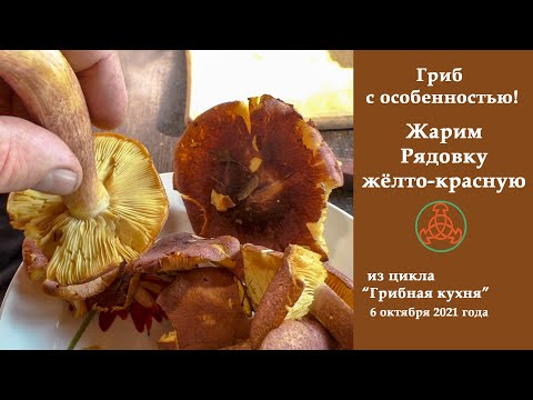 Видео: Гриб с особенностью! Жарим Рядовку жёлто-красную - Tricholomopsis rutilans