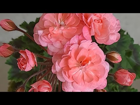 Видео: Новые сорта Пеларгонии.Весна с новыми красками.