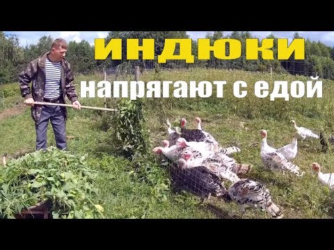 Видео: МОЩНЫЙ ЖОР у ИНДЮКОВ, ИСПЫТАНИЕ БУРЖУЙКИ и ДРУГОЕ // ХОЗЯЙСТВО в ДЕРЕВНЕ