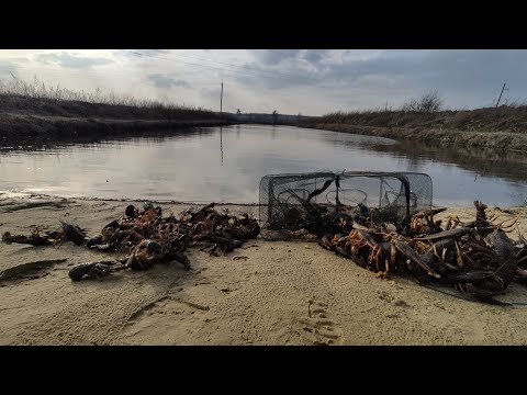 Видео: Кормление раков , разведение раков в пруду на участке, Жизнь У Пруда