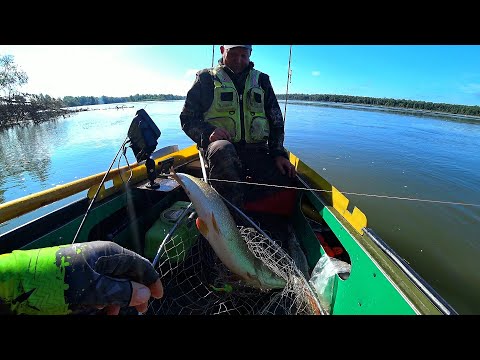 Видео: Ставим резинки ! Поймали трофейную рыбу