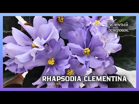 Видео: Обзор фиалки Rhapsodia Clementina