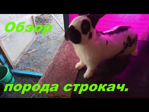 Видео: Краткий обзор породы пестрый немецкий строкач.