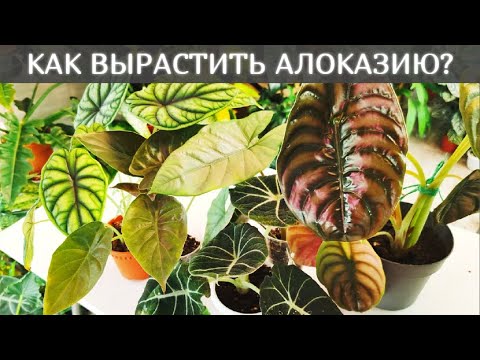 Видео: АЛОКАЗИЯ секреты и особенности в уходе//ГРУНТ//ПОЛИВ//Моя мини коллекция