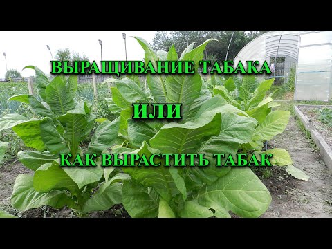 Видео: Выращивание табака или как вырастить табак