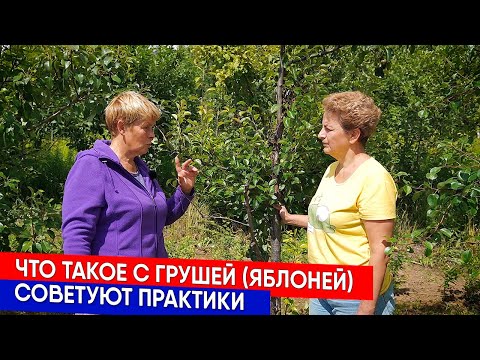 Видео: ЧТО ТАКОЕ С ГРУШЕЙ (ЯБЛОНЕЙ) - СОВЕТУЮТ ПРАКТИКИ