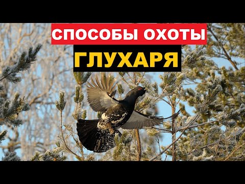 Видео: 💥ЭФФЕКТИВНЫЕ СПОСОБЫ ОХОТЫ ГЛУХАРЯ!