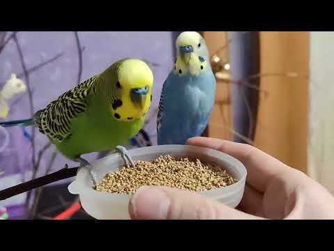 Видео: Птичкины красавчики и любимое лакомство 🥰 забавные птички Попугайчики 🦜🦜🦜