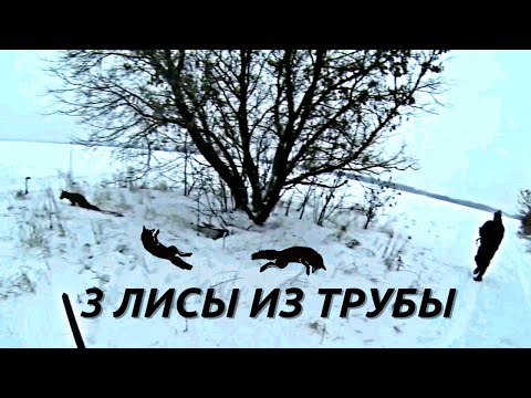 Видео: Охота с ягдтерьером. 3 лисы. Fox Hunt with Jagdterrier.