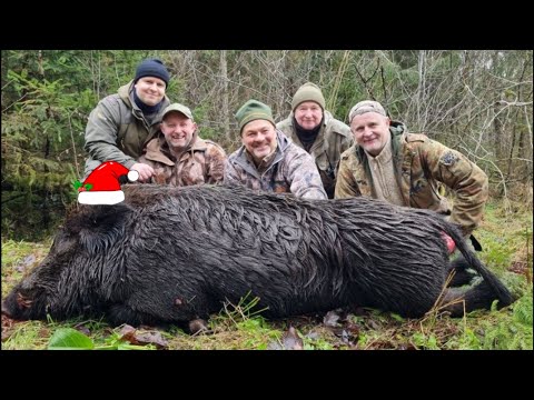 Видео: Загонная ОХОТА. ЗАКРЫТИЕ 2024!