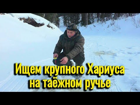 Видео: Рыбалка на хариуса 2025 март. Ищем крупного хариуса на таёжном ручье.