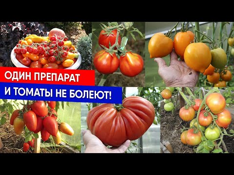 Видео: Один препарат, и томаты не болеют!