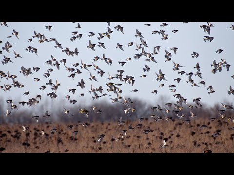 Видео: Охота в Сибири. Пришли новые чоки  Gemini