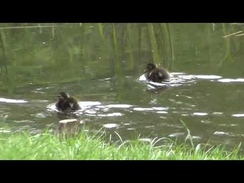 Видео: Качка  (Anas platyrhynchos) з маленькими каченятами на озері у Вроцлаві . Частина 1