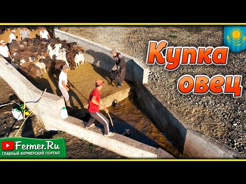 Видео: Как устроена купка для овец? Как избавить овец от клещей и псороптоза. Проплывная яма для овец.