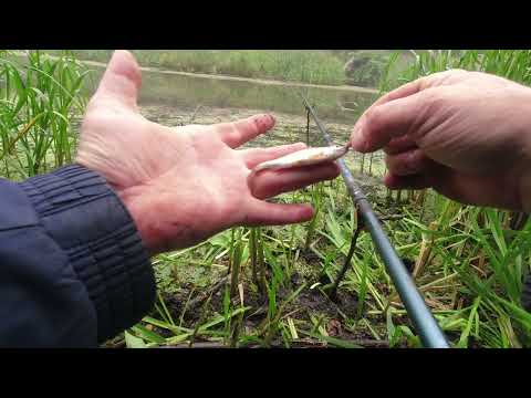 Видео: На рыбалку за (камсой).