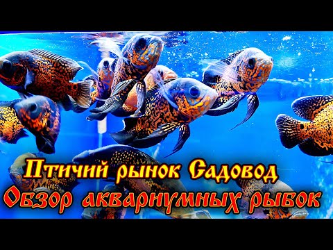 Видео: Птичий рынок 2024 Обзор аквариумных рыбок, растений и оборудования!