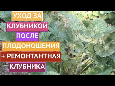 Видео: КЛУБНИКА ПОСЛЕ ПЛОДОНОШЕНИЯ! НЕ ДОПУСКАЕМ ОШИБОК!