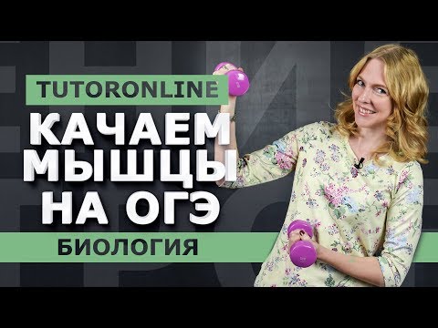 Видео: Биология | Все о мышцах. Подготовка к ОГЭ.