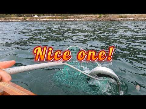 Видео: Лосось в сентябре в заливе Тилламук в нашем солнечнике Джеффа Спира «Тилламук»