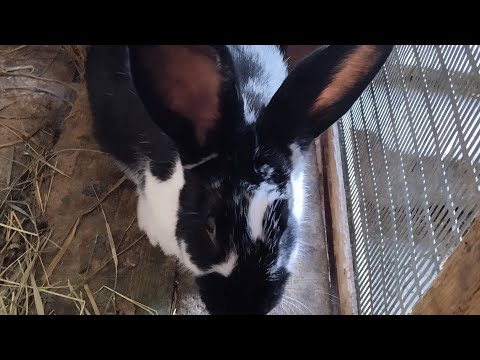 Видео: Кролик-метелик   (літають по хмарам)