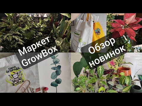 Видео: Зеленый маркет GrowBox. Обзор новинок растений и кашпо!