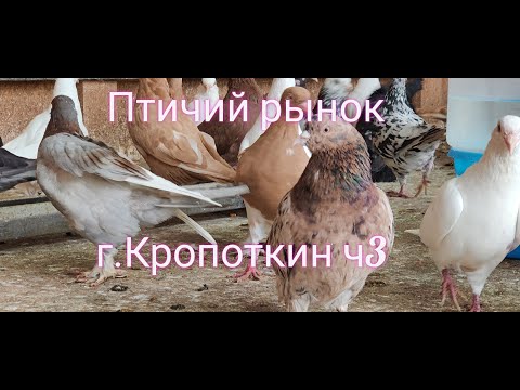 Видео: 30.08.20.Птичий Рынок г.Кропоткин ч3.08/30/2020. Bird Market, Kropotkin, part 3.