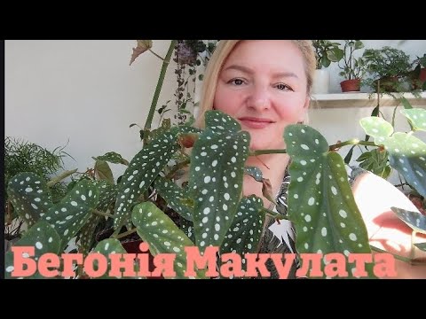 Видео: Бегонія Макулата 🪴 обрізаю та укорінюю 🪴💚begonia Maculata 🪴 cut and rooted 🪴💚