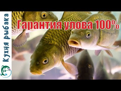 Видео: Любимое тесто карася и карпа