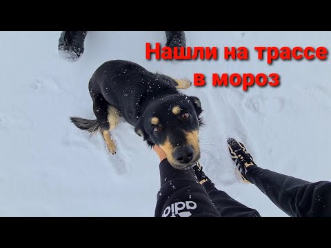 Видео: На снежной трассе  кто то выкинул  на смерть пса😱! Валеру провожаем в Москву!