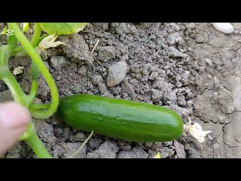 Видео: БОДИРИНГ ВА ПАМИДОРНИ СЕРХОСИЛ КИЛИШНИ ОДДИЙ  УСУЛИ