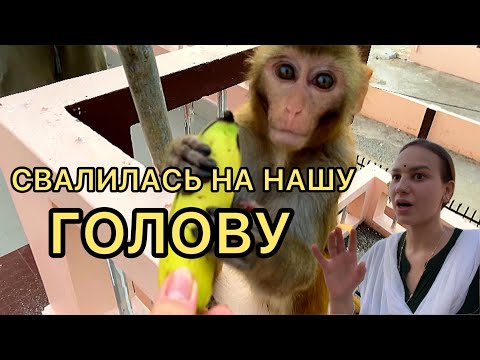 Видео: Обезьянка поселилась у соседей🐒😂 вот так новость. Будни в индийской семье. Вот так и живём