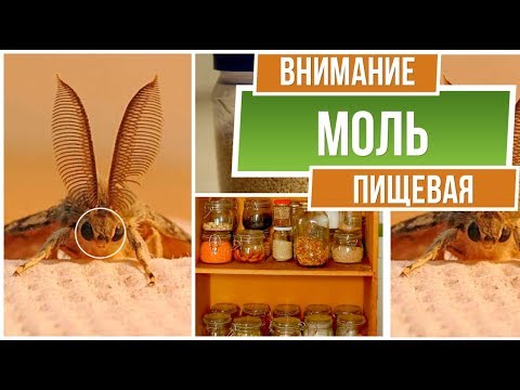 Видео: Осторожно пищевая моль ❗ Как навсегда избавиться от пищевой моли