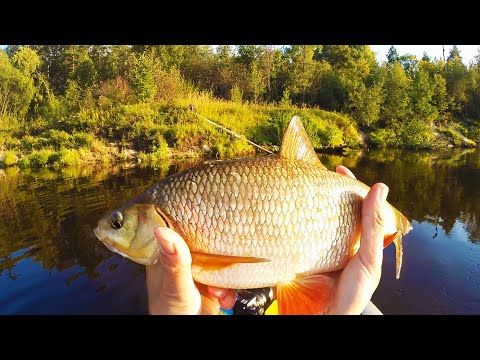 Видео: ОНИ ПРОСТО БЕШЕНЫЕ!!! ОГРОМНЫЕ ЯЗИ лесной речки КЛЮЮТ НА ЗАКАТЕ