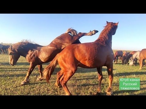 Видео: Возвращение в табун Лакмуса и Баланса.