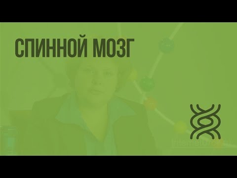 Видео: Спинной мозг. Видеоурок по биологии 8 класс