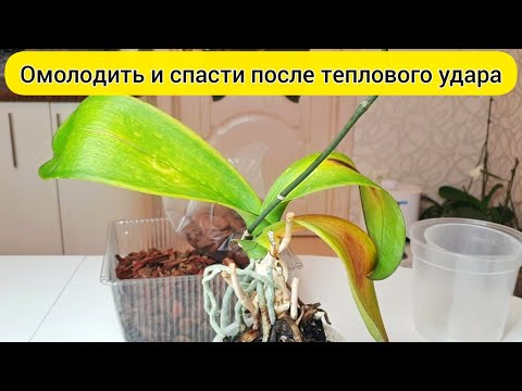 Видео: РЕАНИМИРОВАТЬ орхидею после теплового удара / У орхидеи ЖЕЛТЕЮТ листья / ОБРЕЗАТЬ орхидею и ПОСАДИТЬ