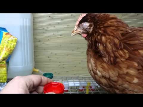 Видео: У курицы опух глаз. Что делать?