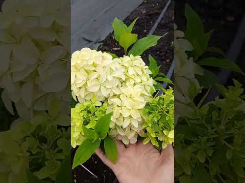 Видео: Обзор цветущих метельчатых гортензий! Часть 4.  22.07.25.  #гортензии #метельчатаягортензия