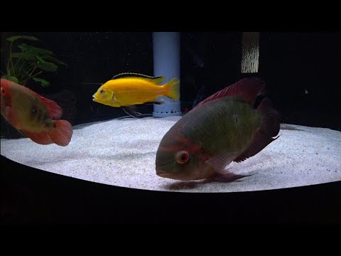 Видео: Знакомство с моим угловым аквасом 400 литров. Фронтоза Black widow.