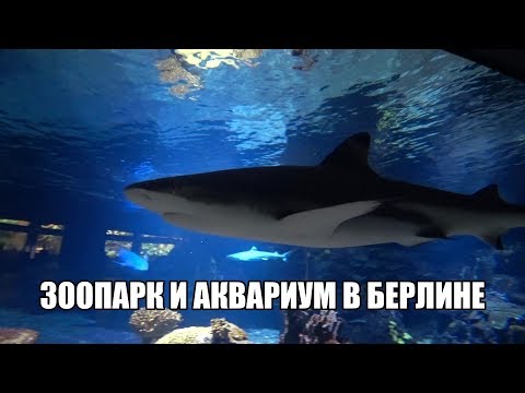 Видео: онлайн экскурсия в Зоопарк Берлин. Зоопарк на время самоизоляции