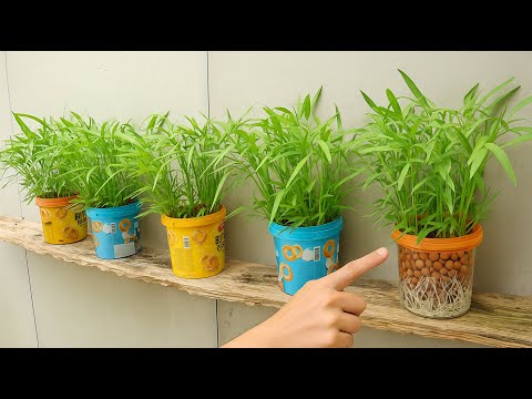 Видео: Идея переработки коробок из-под тортов для выращивания овощей без почвы, доступная каждому